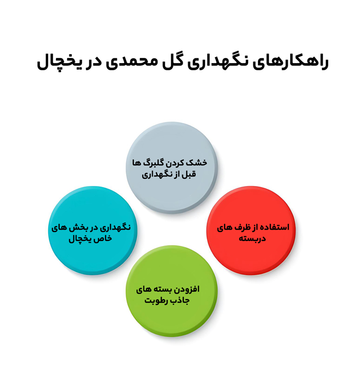 راهکارهای نگهداری گل محمدی در یخچال